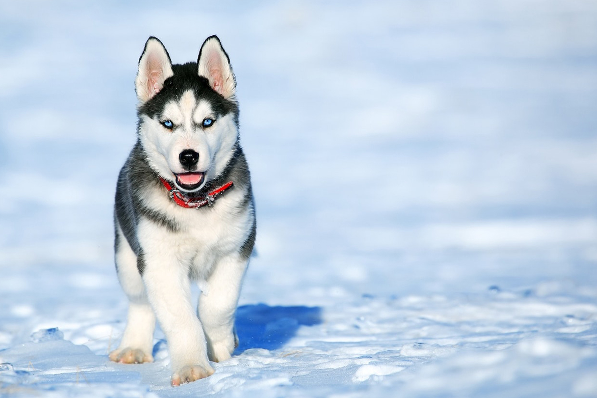 Husky Sibérien